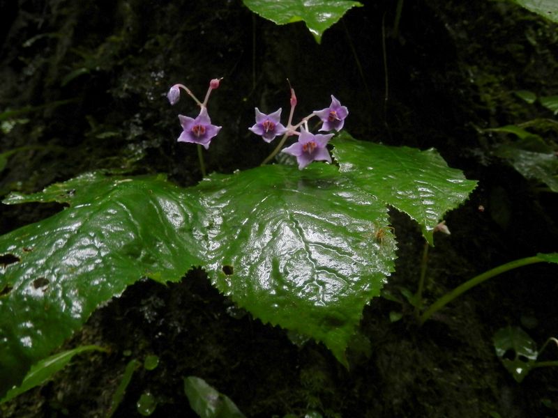 星のようなイワタバコの花