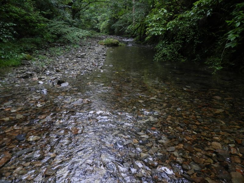 川底には茶色の石