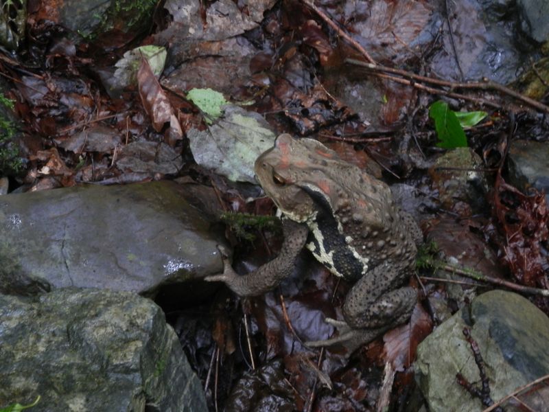 ヒキガエルくん