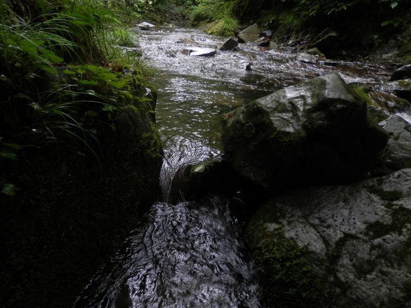 ミクロゴルジュ