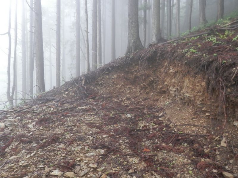 作業道が突然終わった