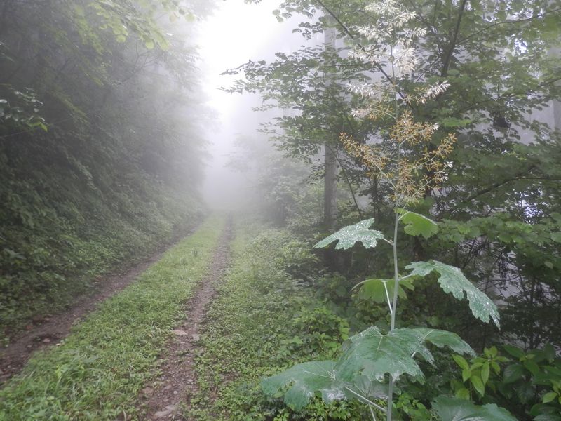 湯場ノ尾根はまだかな？