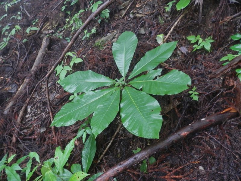 樹高5cmのホオノキ