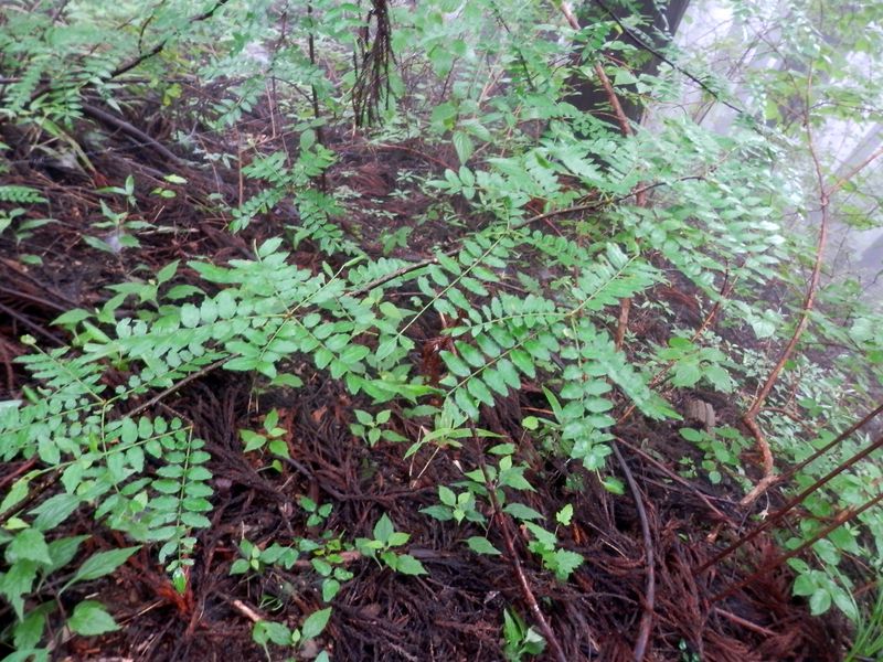 鋭い棘を持つサンショウ