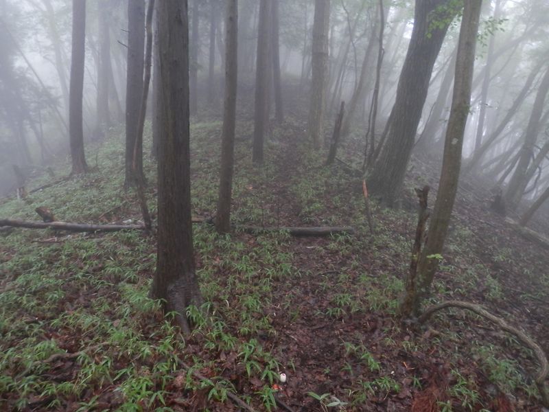湯場ノ尾根の明瞭な踏み跡