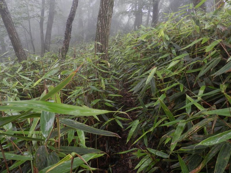 笹をかきわけて