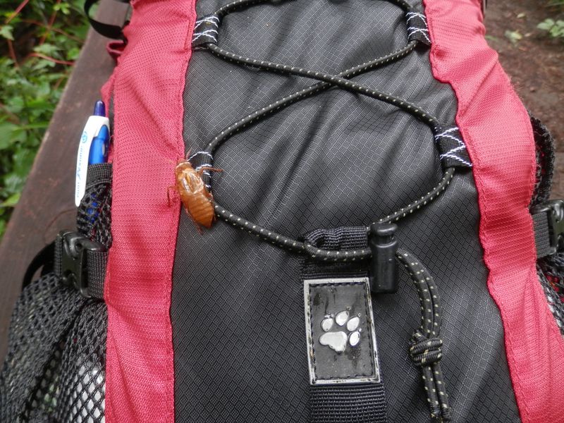 セミの抜け殻がしがみついて