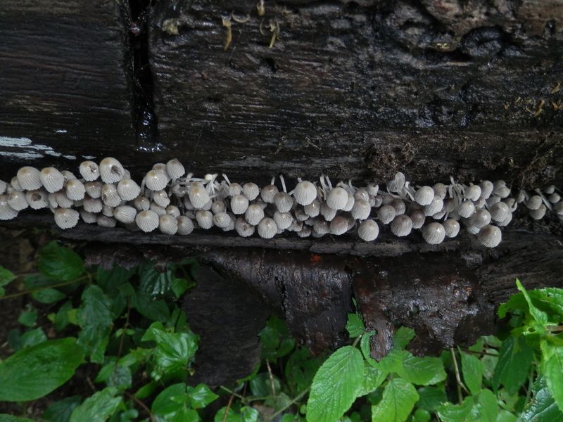 キノコの背比べ