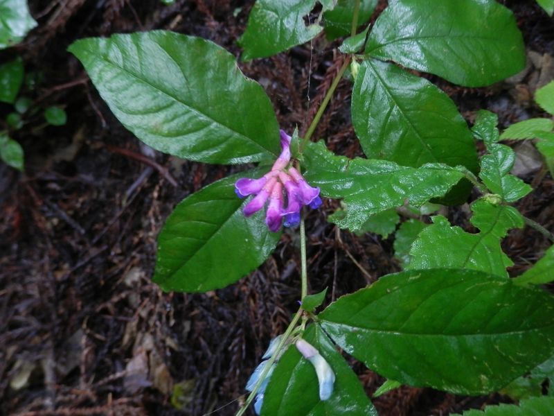 ミヤマタニワタシ?