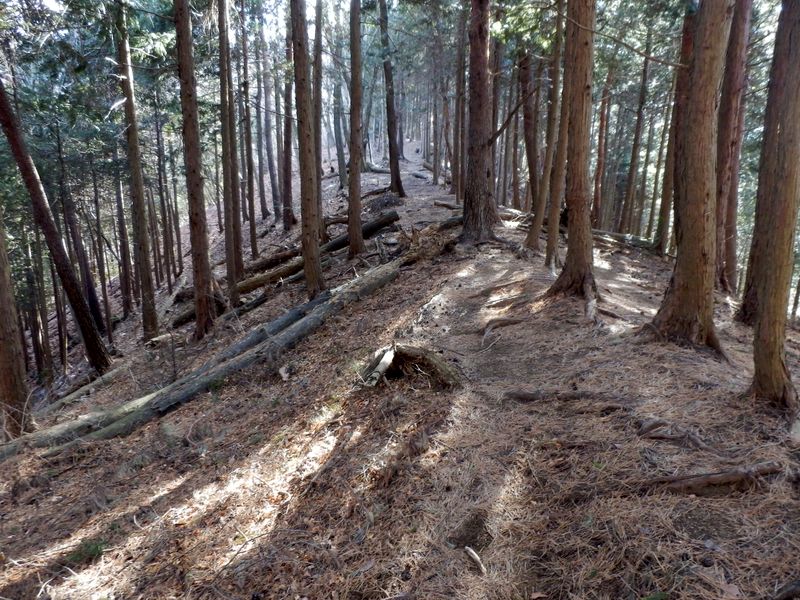 檜と松の林を進む