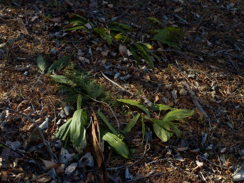 エビネなどの保護地