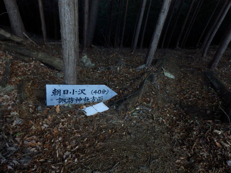 これより暗い植林帯