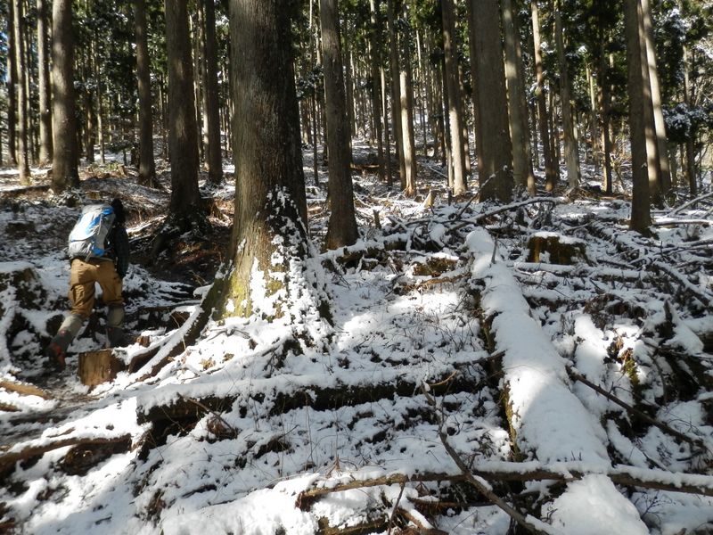 後沢乗越に向かう緩やかな登り