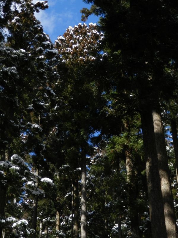 枝に乗っていた雪が、時々バサッと落ちてくる