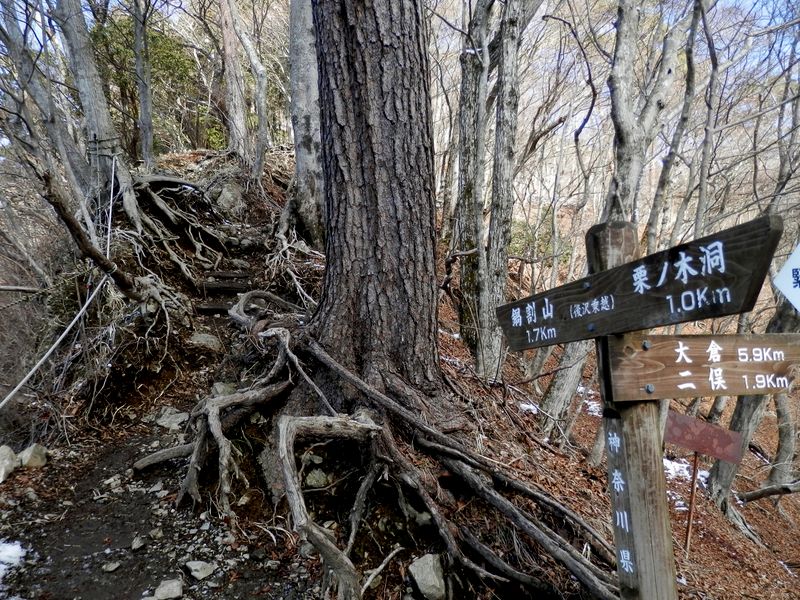 後沢乗越より、鍋割山に至る尾根道