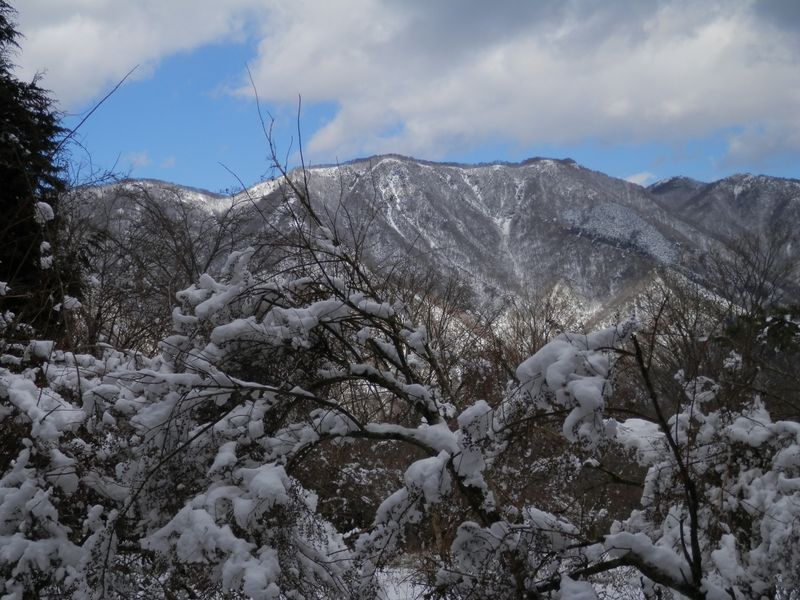 栗の木洞より、鍋割山稜を望む
