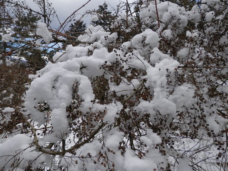 小さな実をたくさん着けた潅木