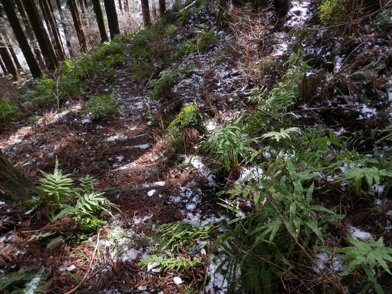 栗ノ木洞・櫟山 -- 冬でもシダが青々としている