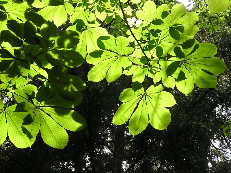 倉岳山・高畑山 -- トチノキの葉と葉の重なりが作る文様