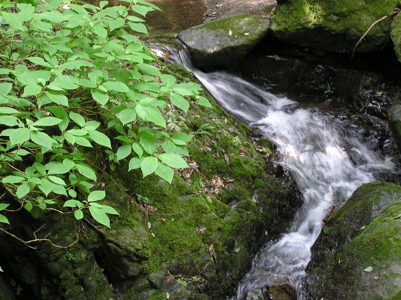 倉岳山・高畑山 -- 月屋根沢沿いの道を登る