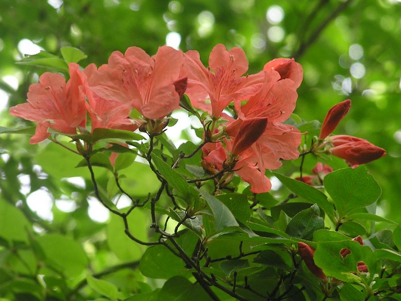 倉岳山・高畑山 -- ヤマツツジは目の保養