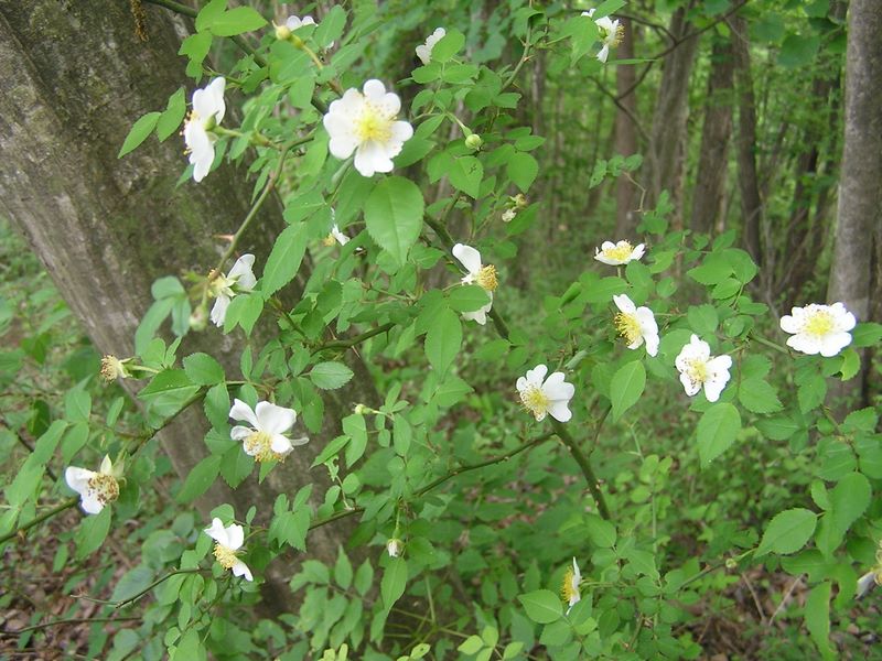 倉岳山・高畑山 -- 庭のバラの先祖様かな？