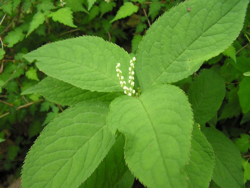 倉岳山・高畑山 -- フタリシズカ
