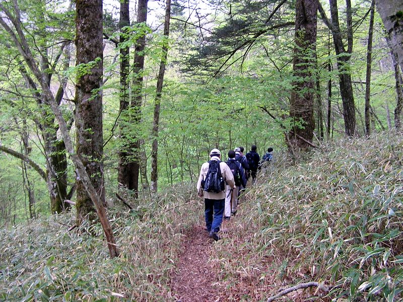 黒川鶏冠山 -- 柳沢峠から、笹の茂った道