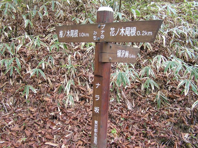 黒川鶏冠山 -- ナラ坂よりブナのみちを通って