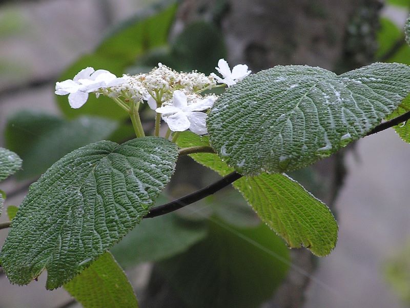 黒川鶏冠山 -- ムシカリ