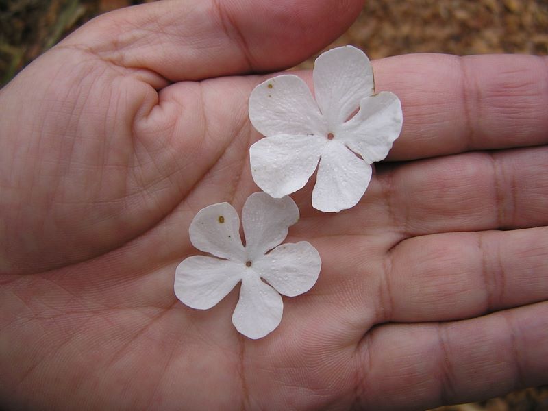 黒川鶏冠山 -- ムシカリの装飾花