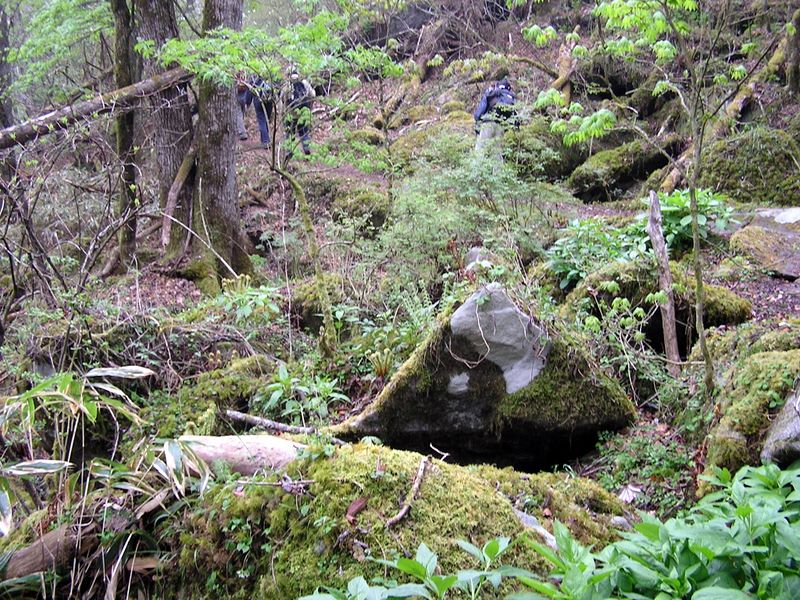 黒川鶏冠山 -- 多様な植物が混生