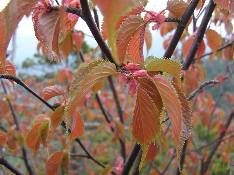 黒川鶏冠山 -- 赤いふくらみは何だろう