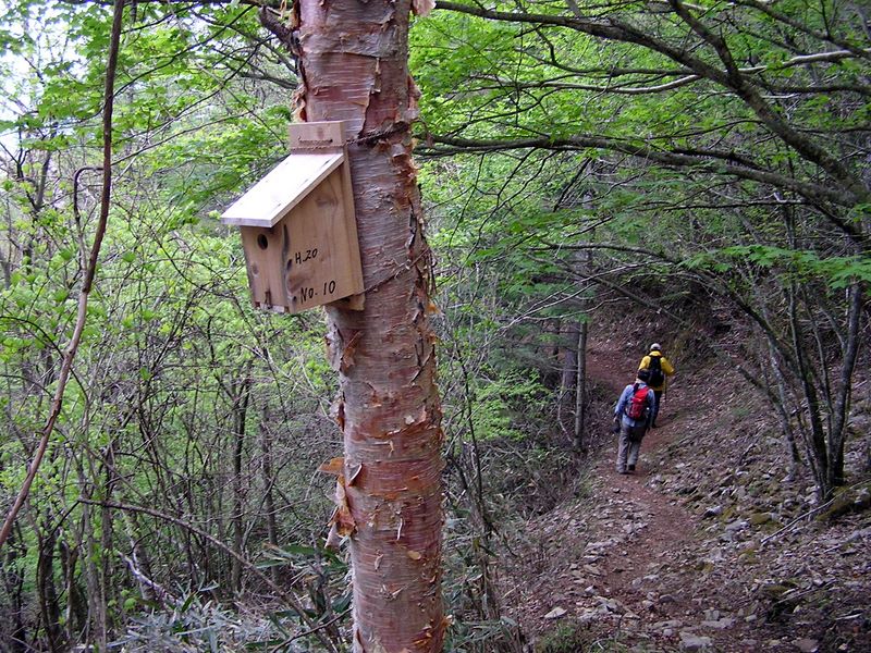 黒川鶏冠山 -- 陽が差せば新緑も輝くことでしょう