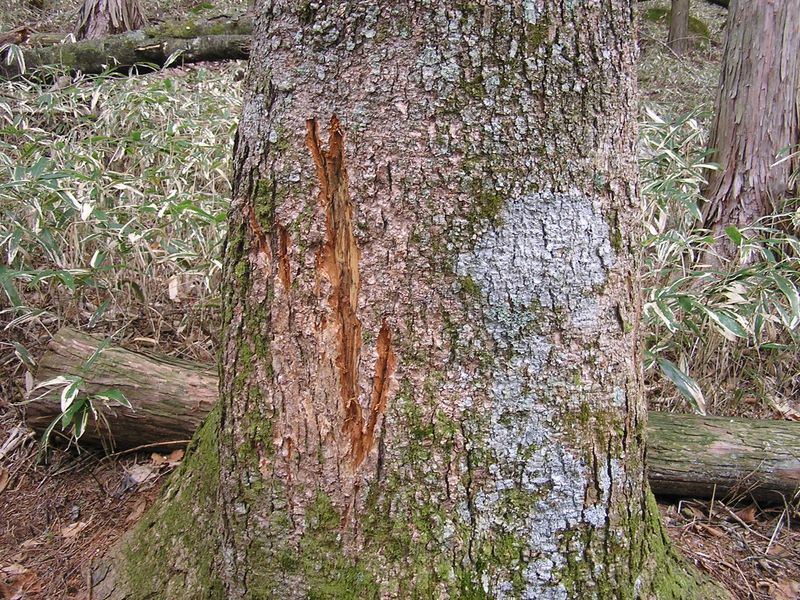 黒川鶏冠山 -- 爪あと？