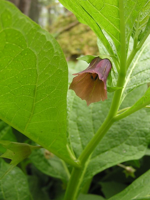 黒川鶏冠山 -- ハシリドコロ