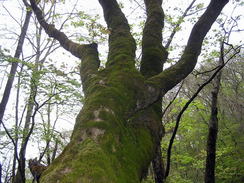 黒川鶏冠山 -- 何か言いたそうな老木