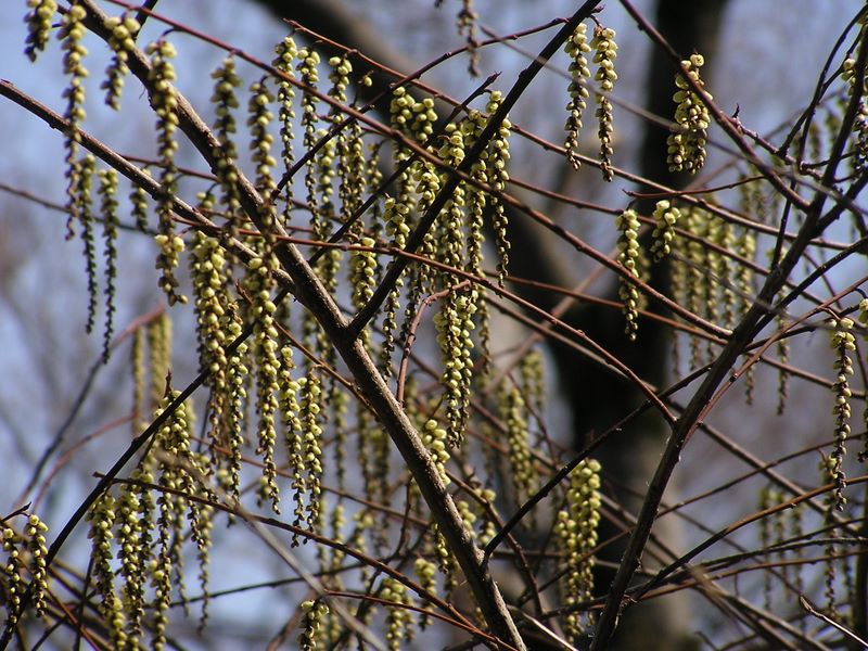 カタクリ・草戸山 -- キブシ