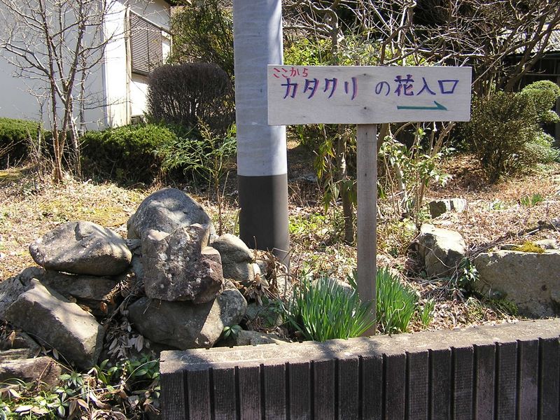 カタクリ・草戸山 -- この家の裏山にカタクリの保護地がある