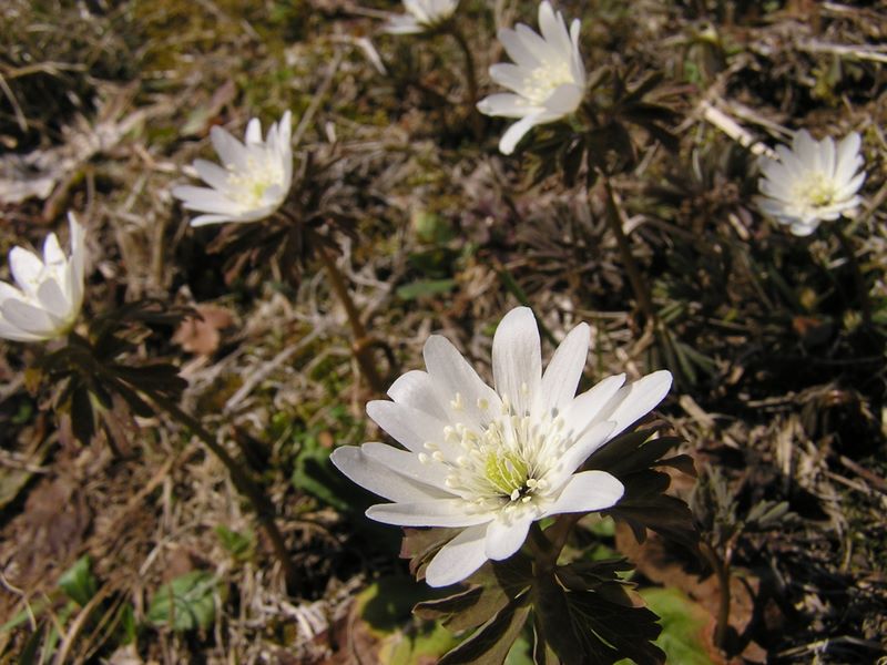 カタクリ・草戸山 -- アズマイチゲのクローズアップ