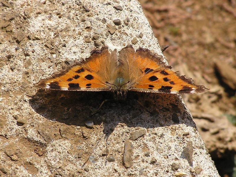 カタクリ・草戸山 -- 冬越しのヒオドシチョウ