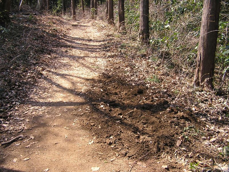 カタクリ・草戸山 -- イノシシが掘った地面