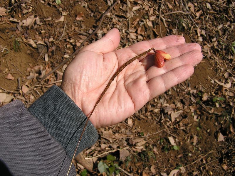 カタクリ・草戸山 -- ドングリの発根