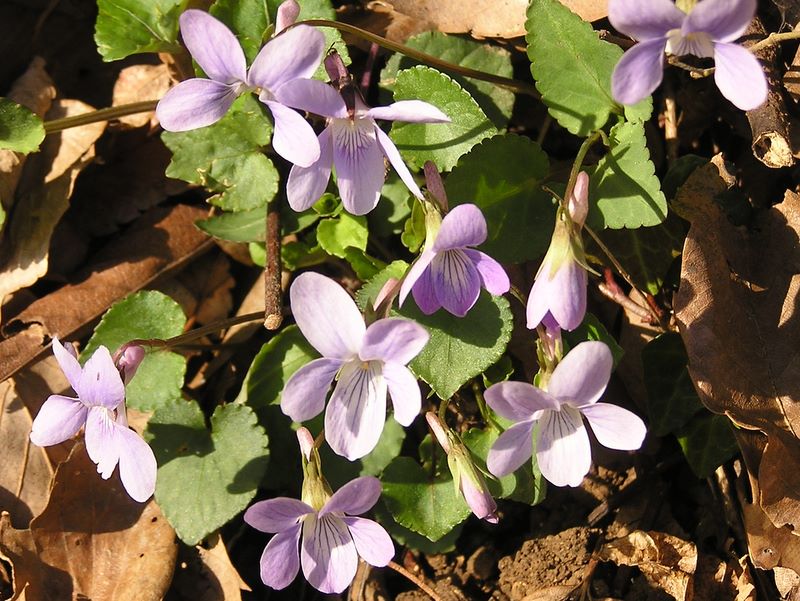 カタクリ・草戸山 -- タチツボスミレかな？