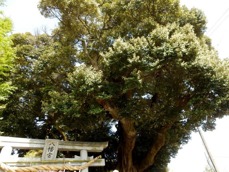川尻八幡宮のウラジロカシ
