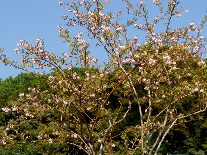 ブルーベリーの花