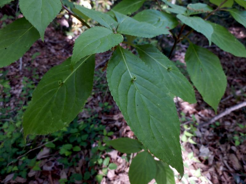 ハナイカダ（雌木）