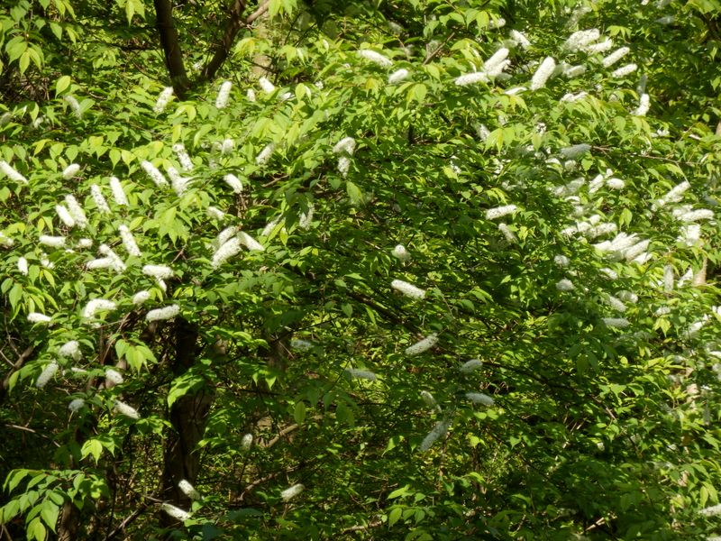 ウワミズザクラ