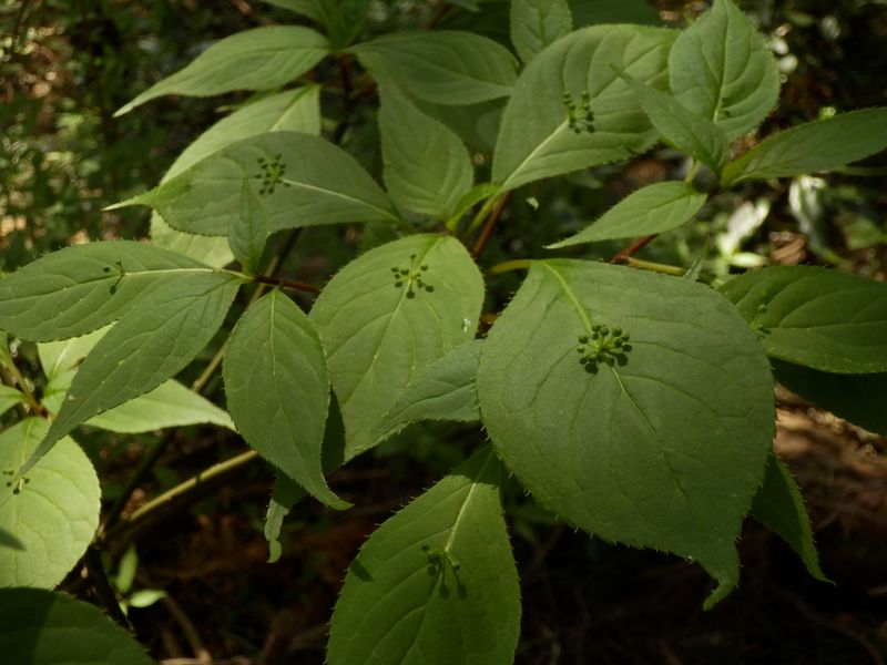 ハナイカダ（雄木）