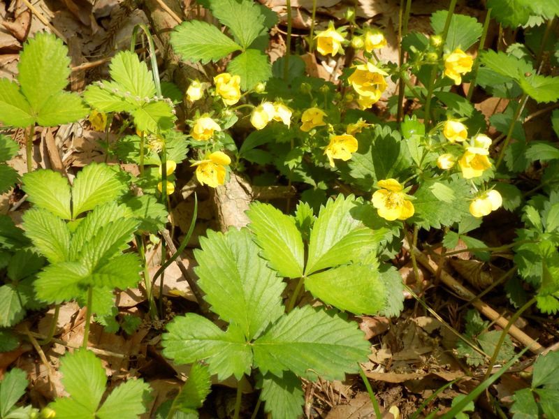 ミツバツチグリ